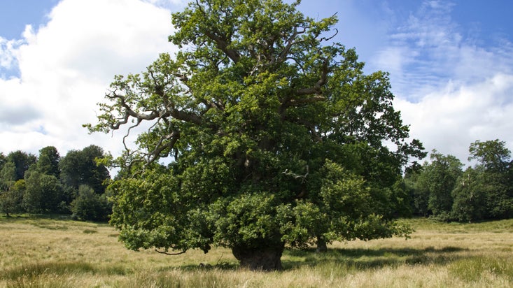 Twisted oak tree with thick trunk in middle of field of tall grass